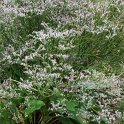 Limonium latifolium